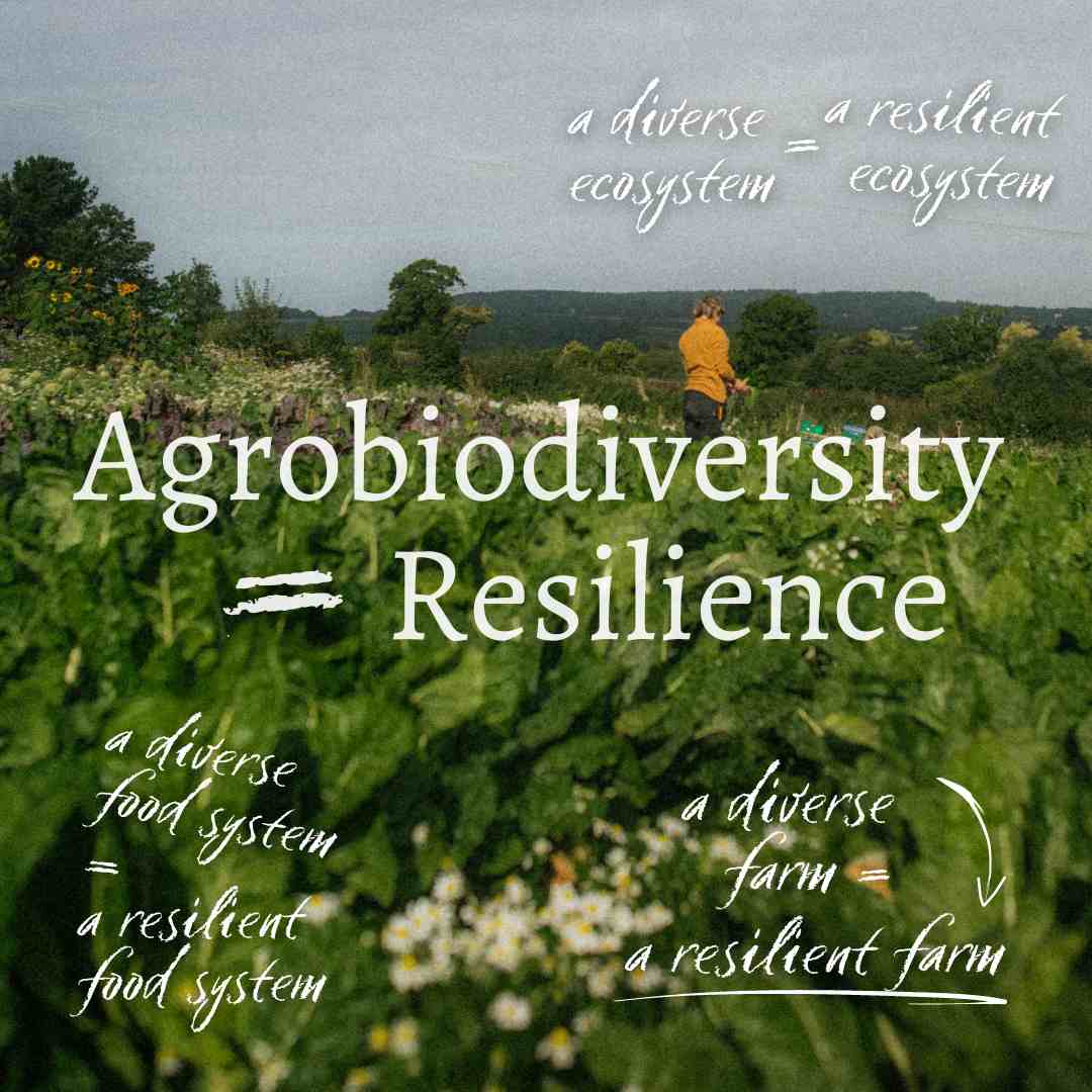 A campaign to revive agrobiodiversity on UK farms
