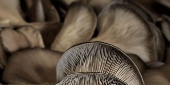 CREDIT: Hyphae Mushrooms