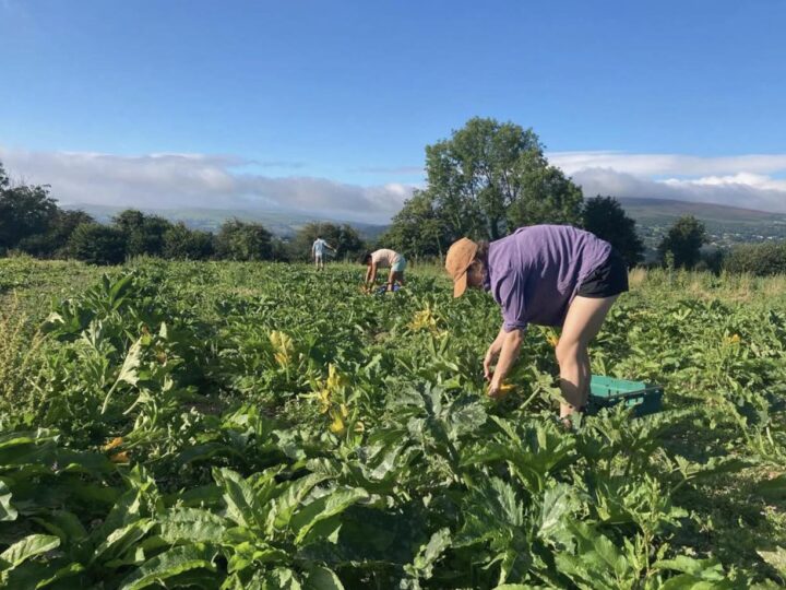 An Update on our Campaigns and Policy work in Cymru (Wales)