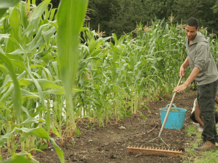 Work-based training opportunities in agroecological agriculture: an update from the Landworkers’ Alliance
